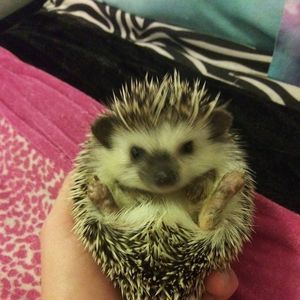 Meet your Posher, Madison